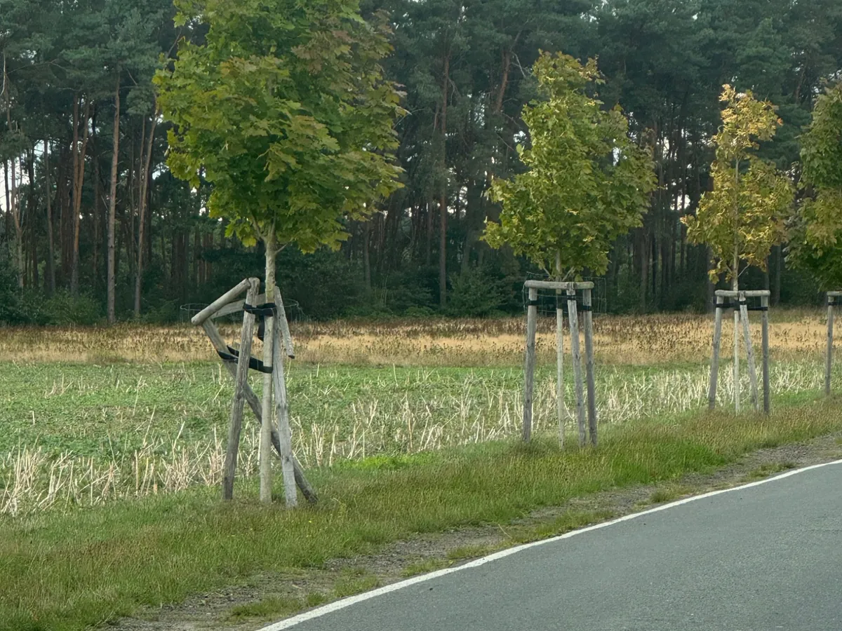 Alleebäume an einer Kreisstraße