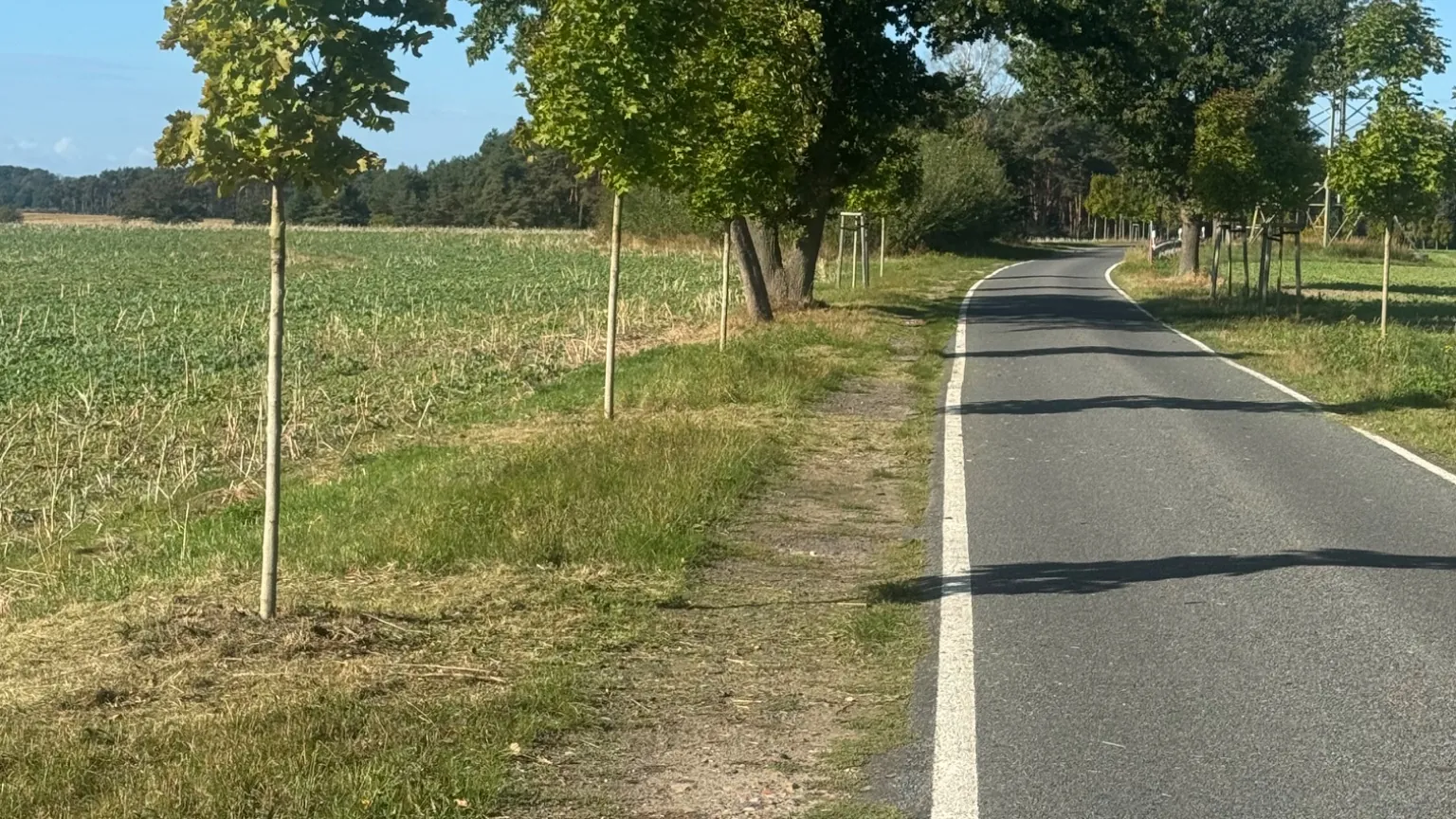 Baumreihen an Autobahn und Kreisstraßen