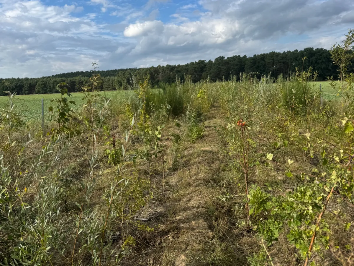 Hecke am Feldrand