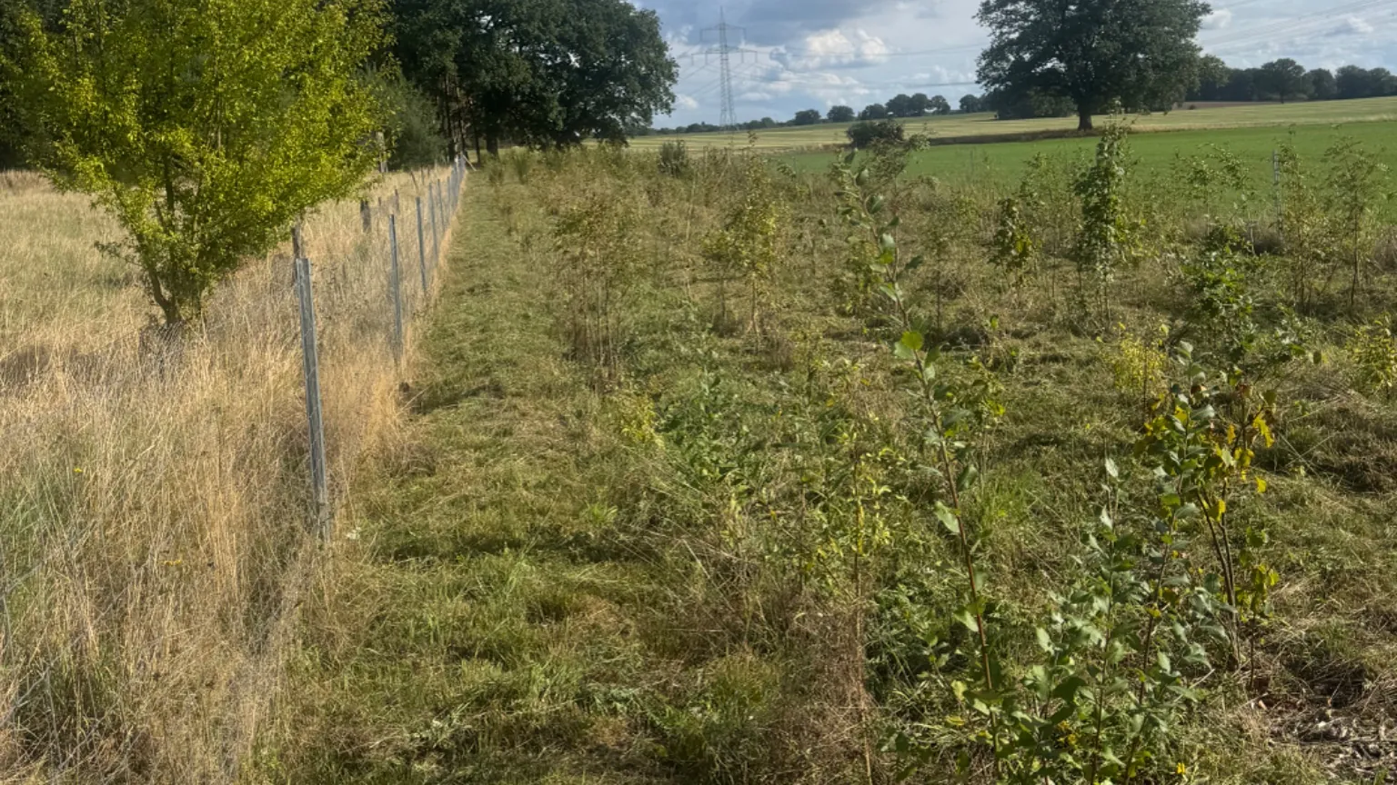 Feldhecken für die Agrarlandschaft